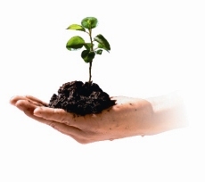 Plant growing in pile of dirt held by hand